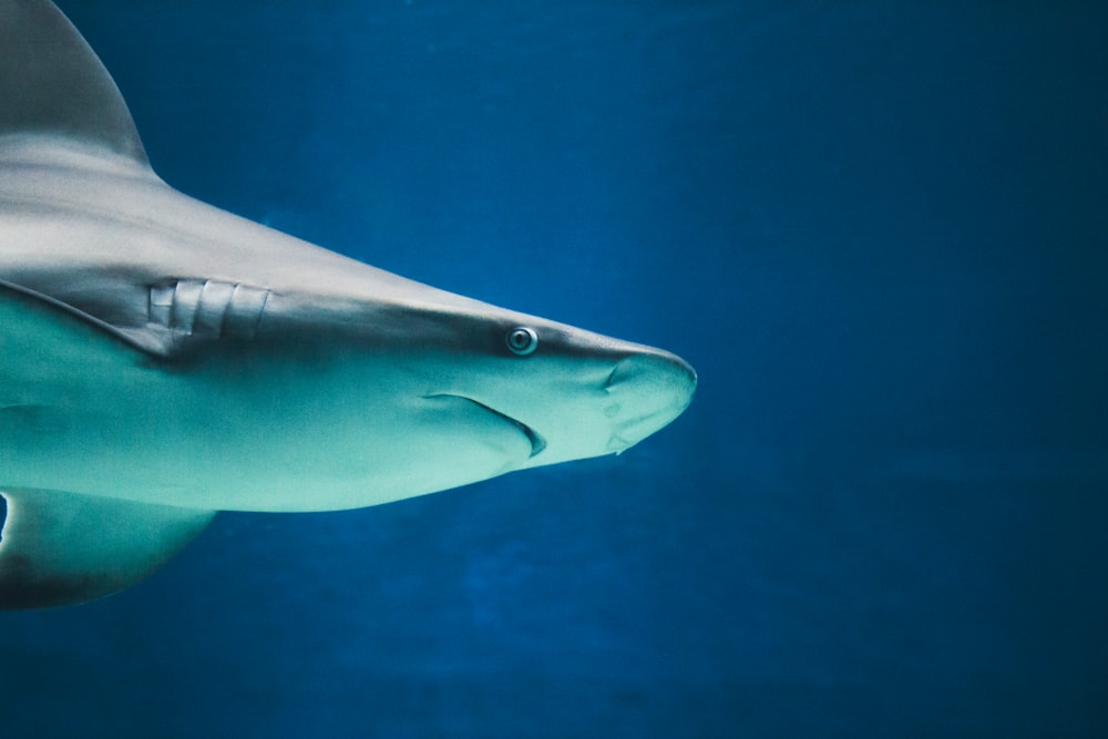 a close up of a shark in the water