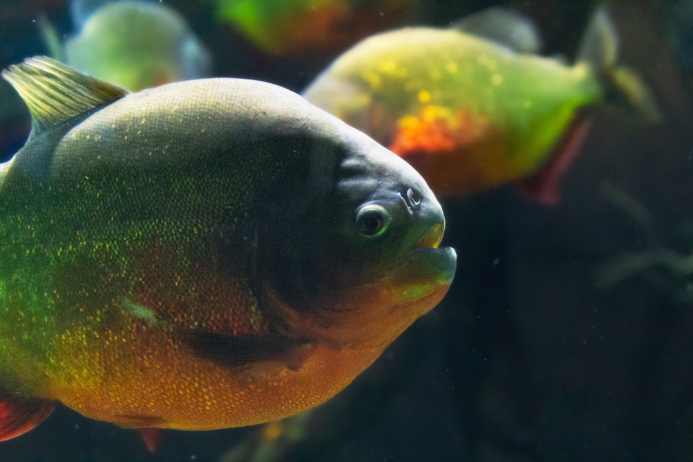 a group of fish swimming in an aquarium