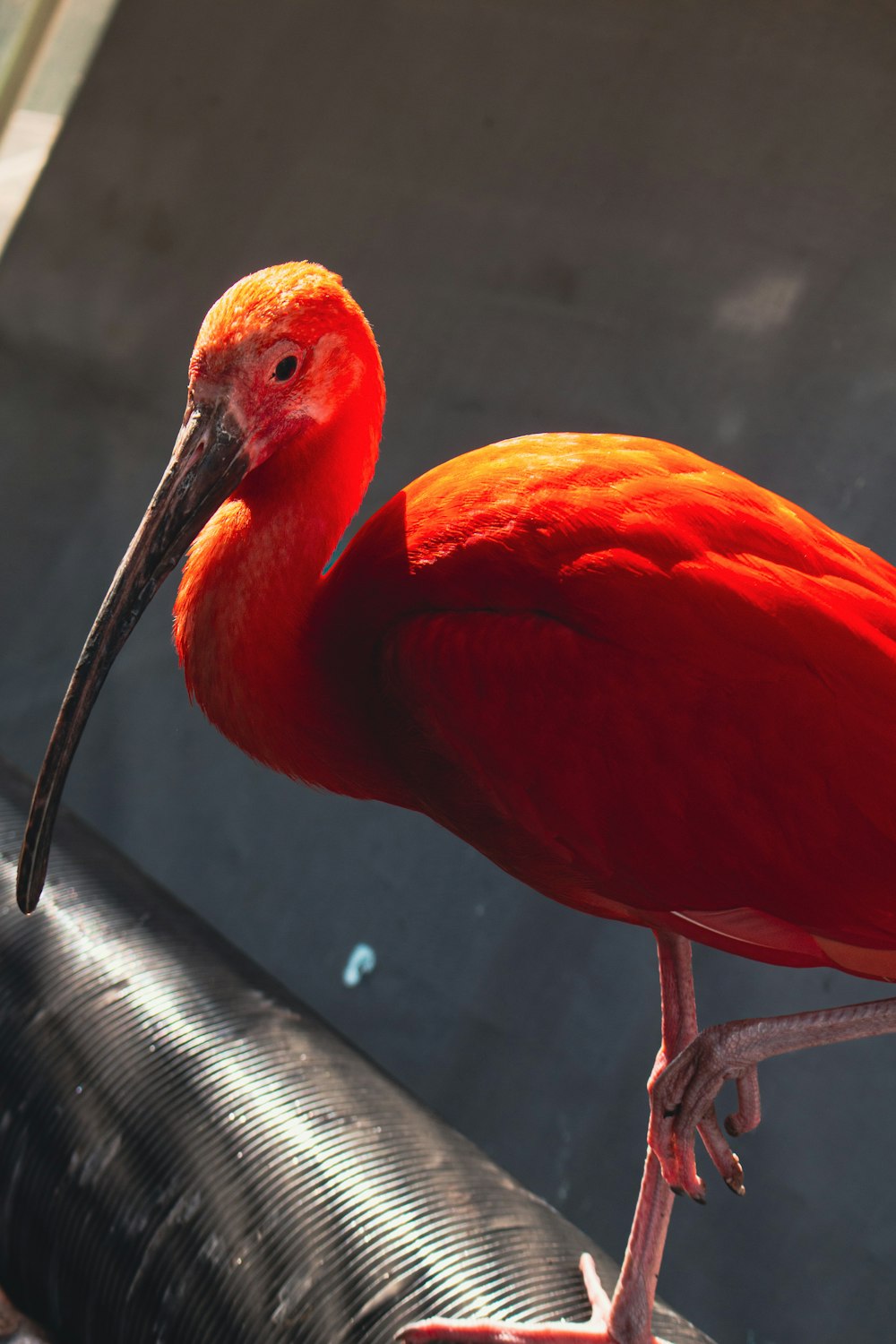 a large red bird with a long beak