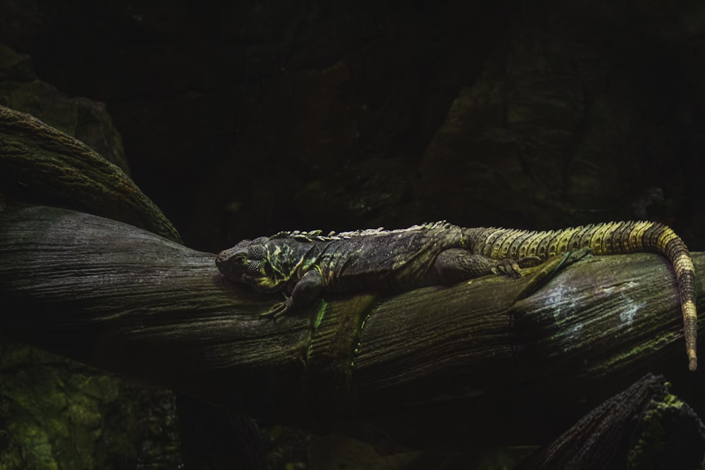 a lizard is sitting on a tree branch