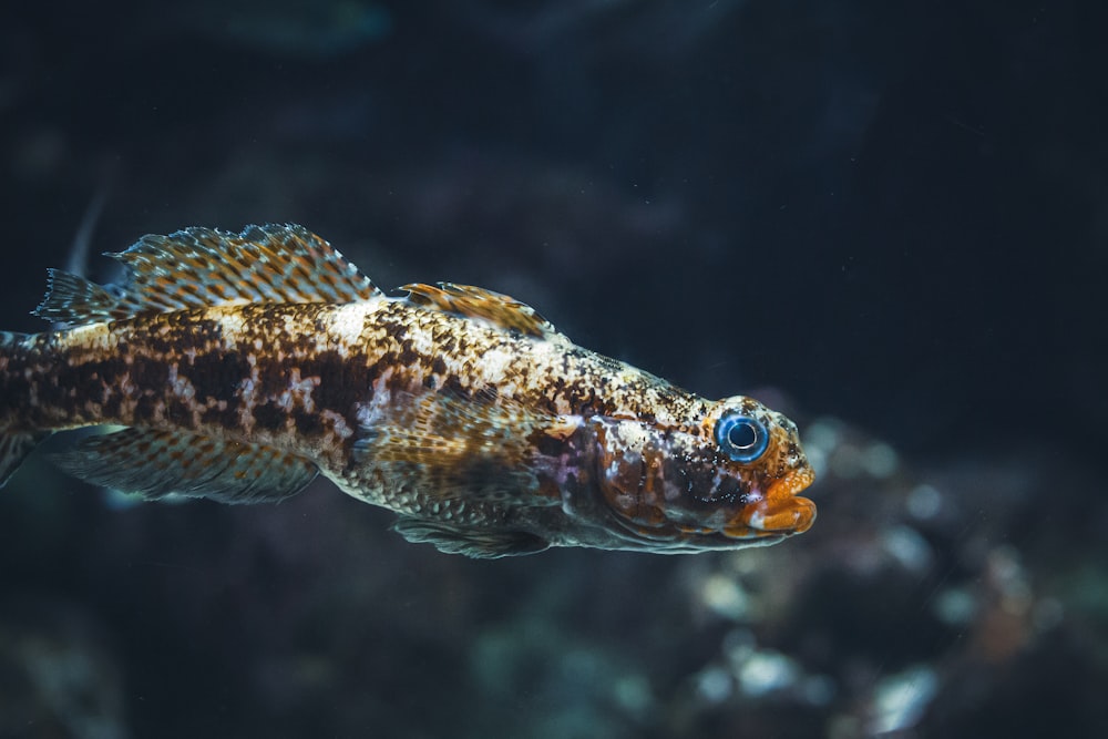 a close up of a fish in an aquarium