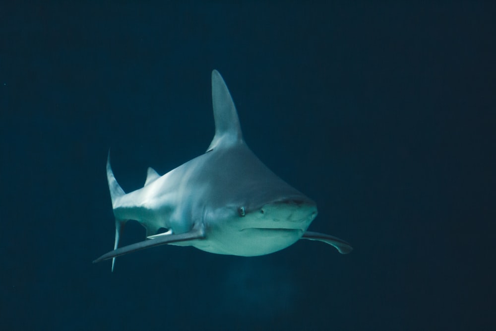 a large white shark swimming in the ocean