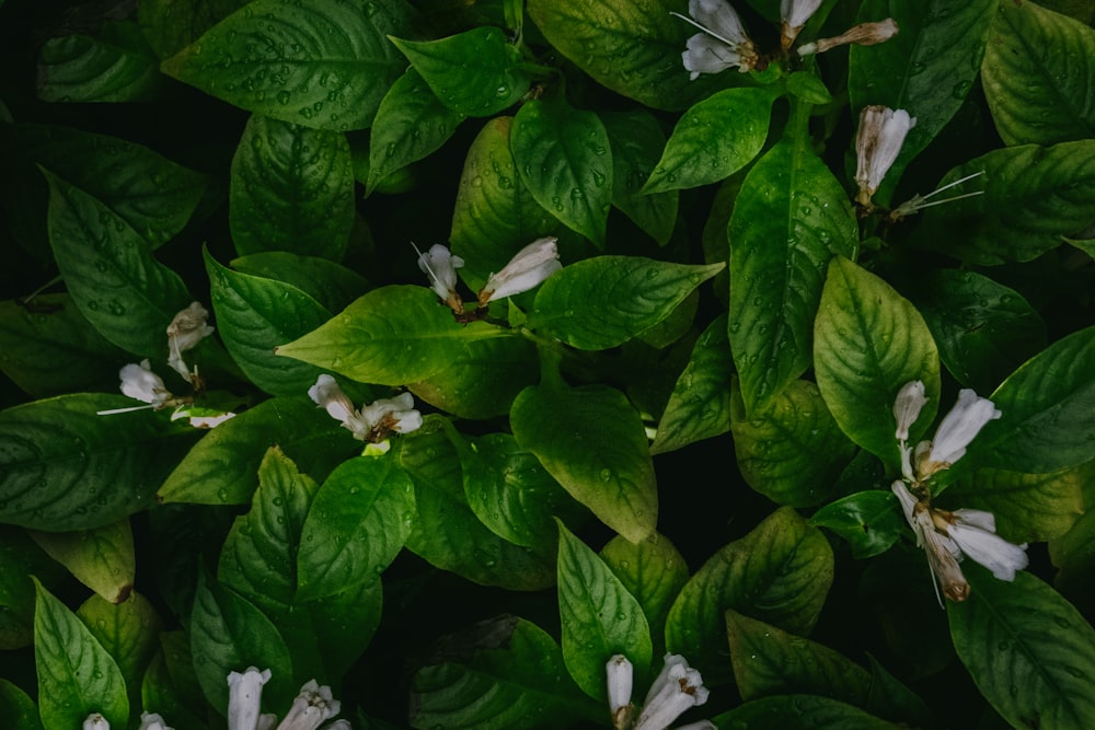 a bunch of green leaves with white flowers