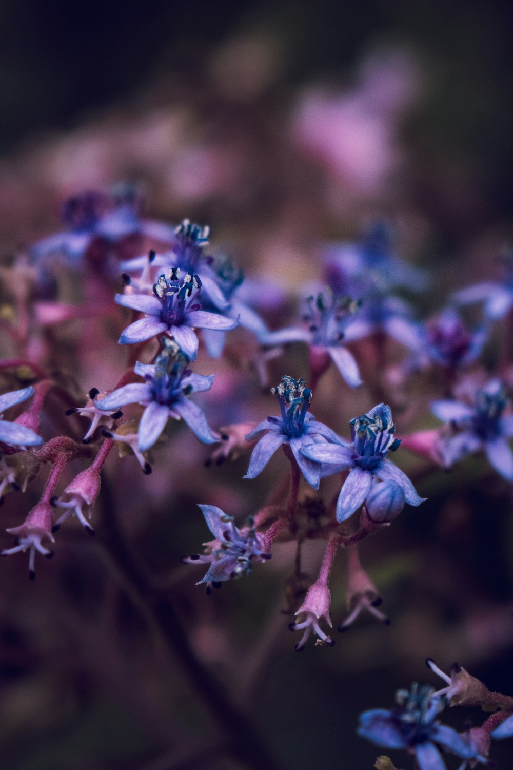 a close up of a bunch of purple flowers