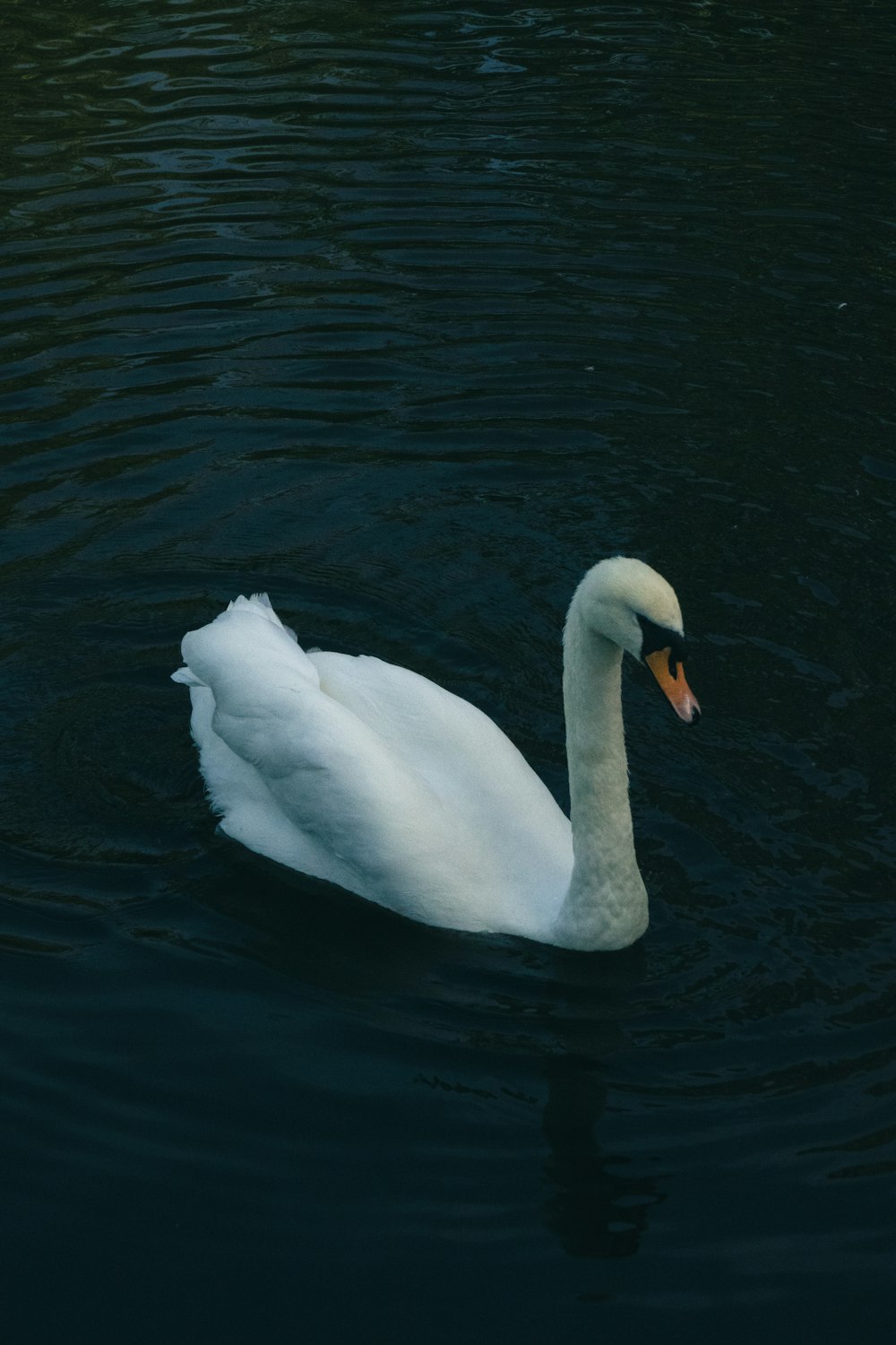 a white swan floating on top of a body of water