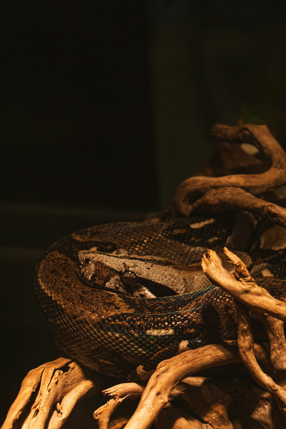 a close up of a snake on a pile of wood