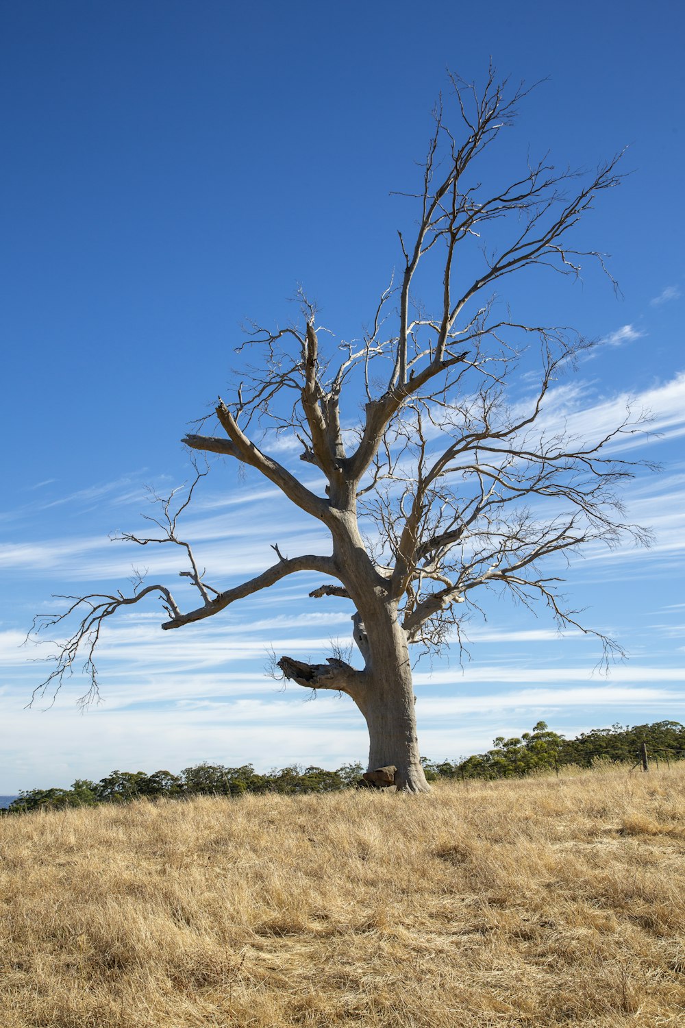 a dead tree in the middle of a dry grass field