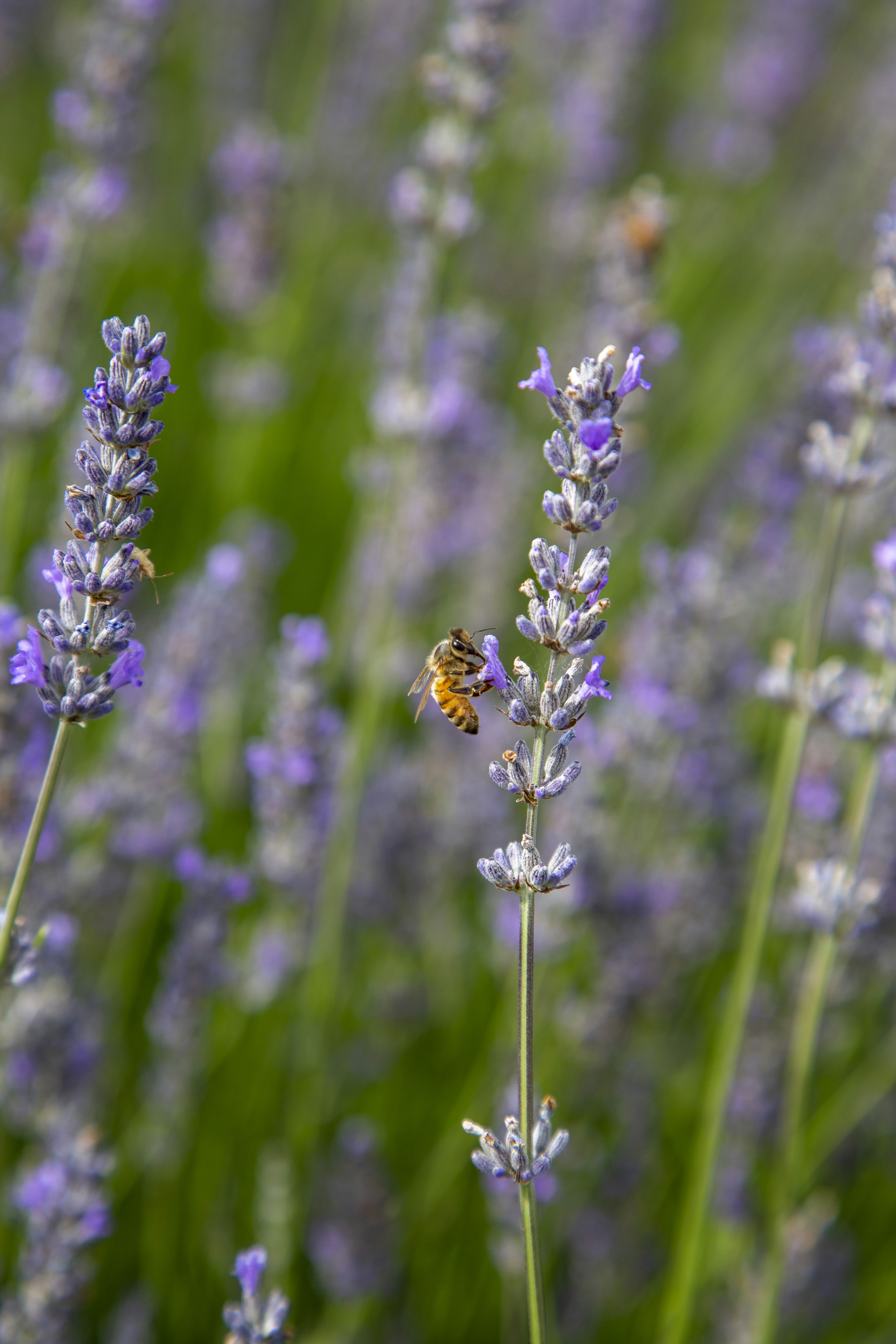 Photo by stephenmabbs