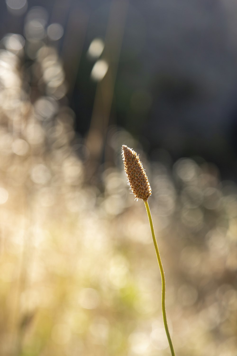 a flower that is sitting in the grass