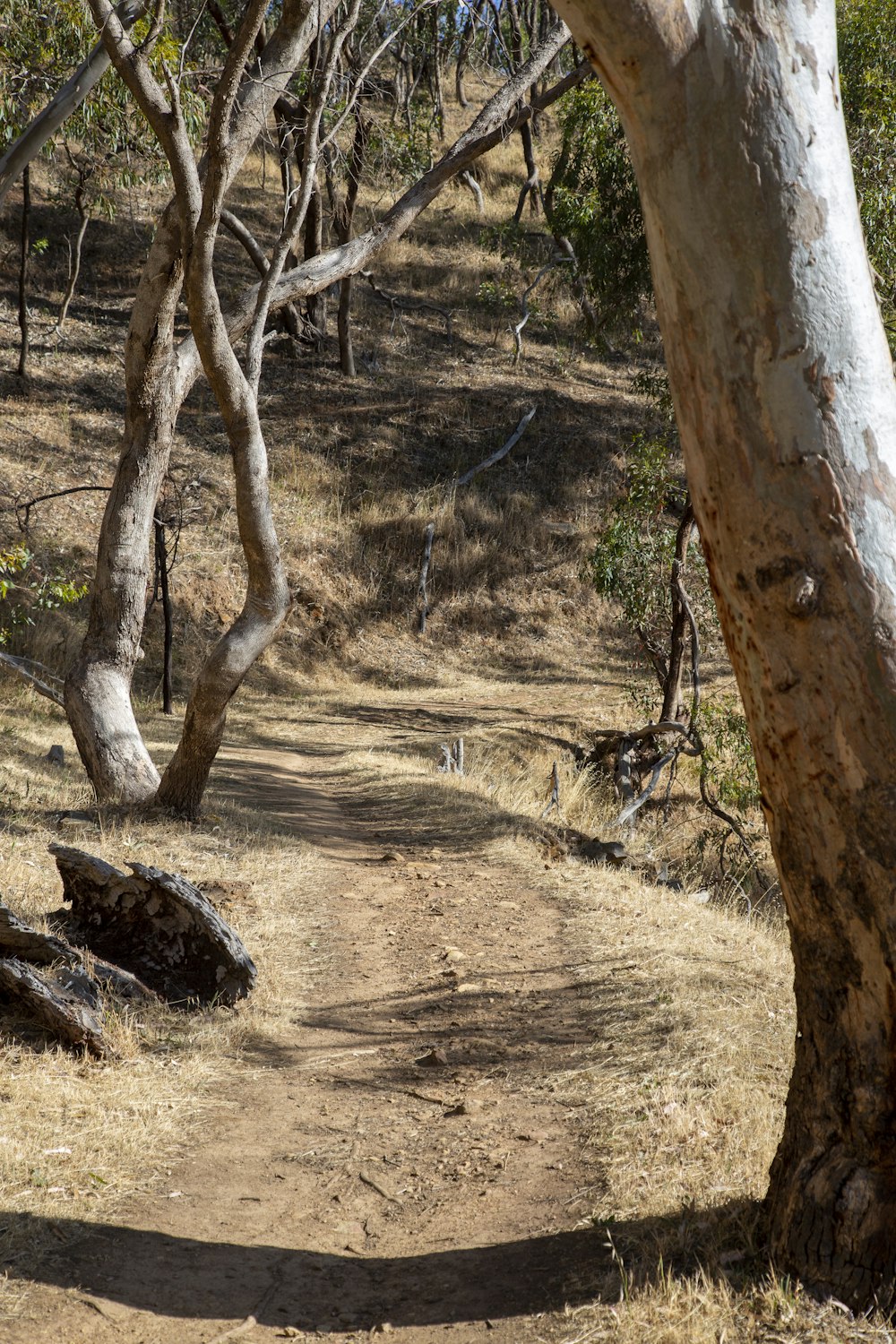 a giraffe walking down a dirt road next to trees