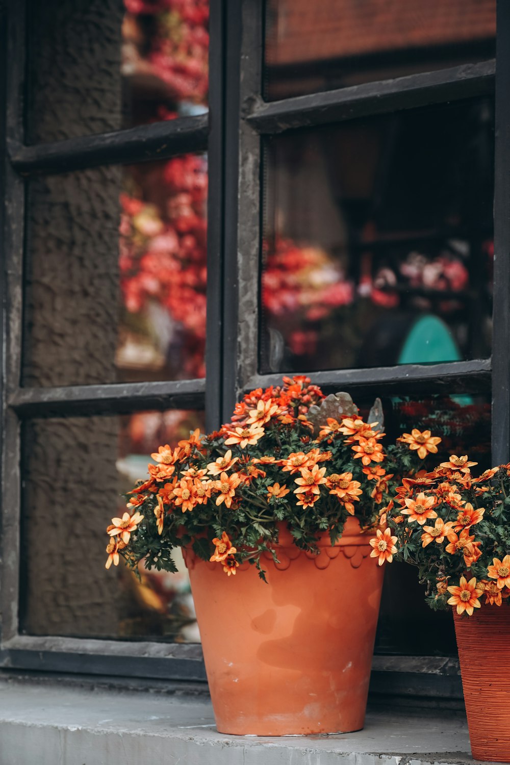 a couple of potted plants sitting on a window sill