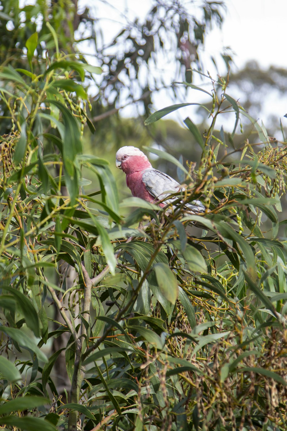 a pink and white bird sitting on top of a tree