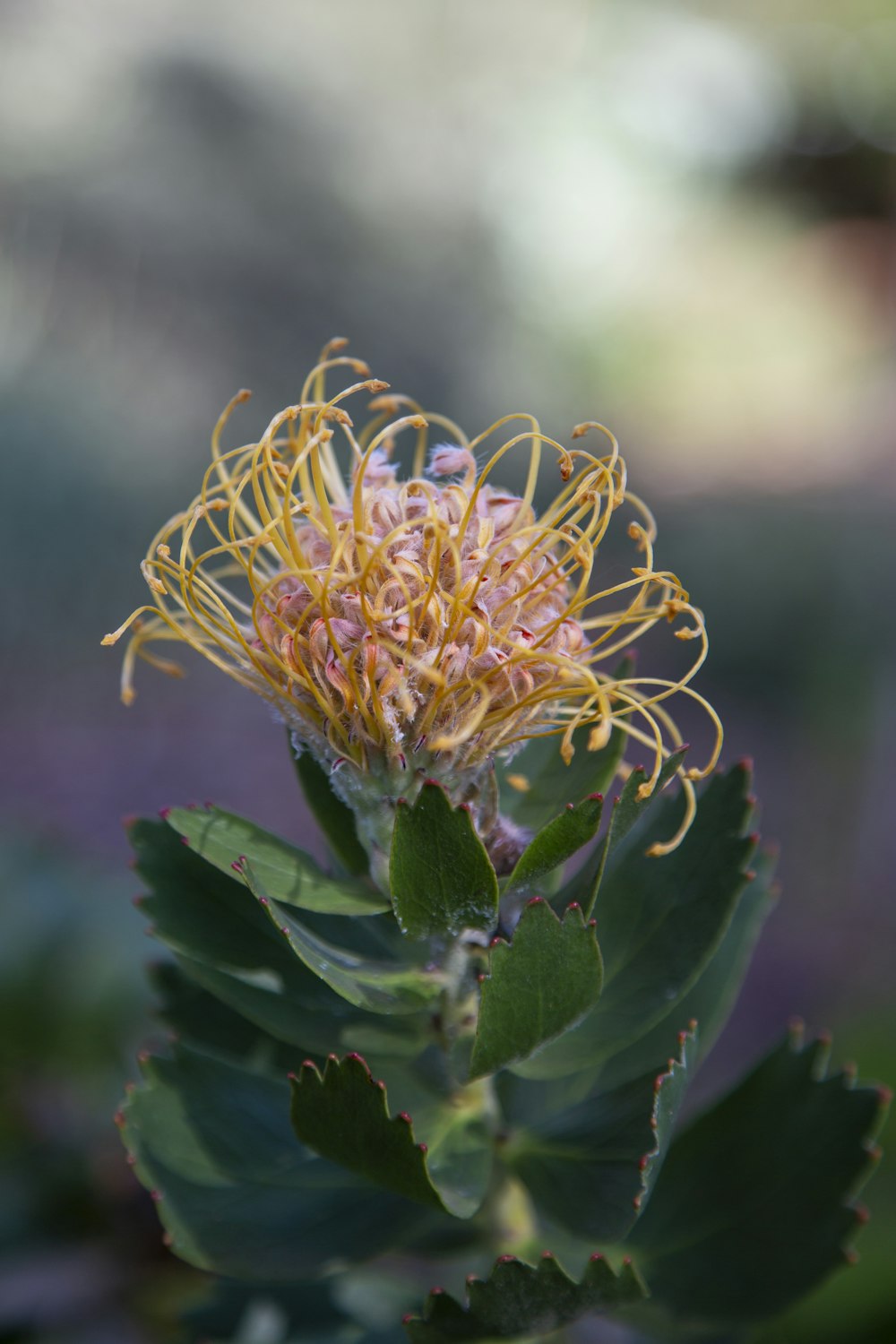 a close up of a flower with a blurry background