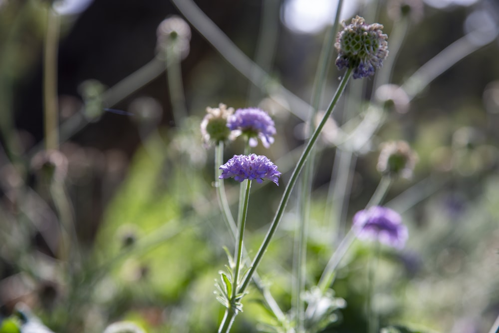 a close up of some purple flowers in a field