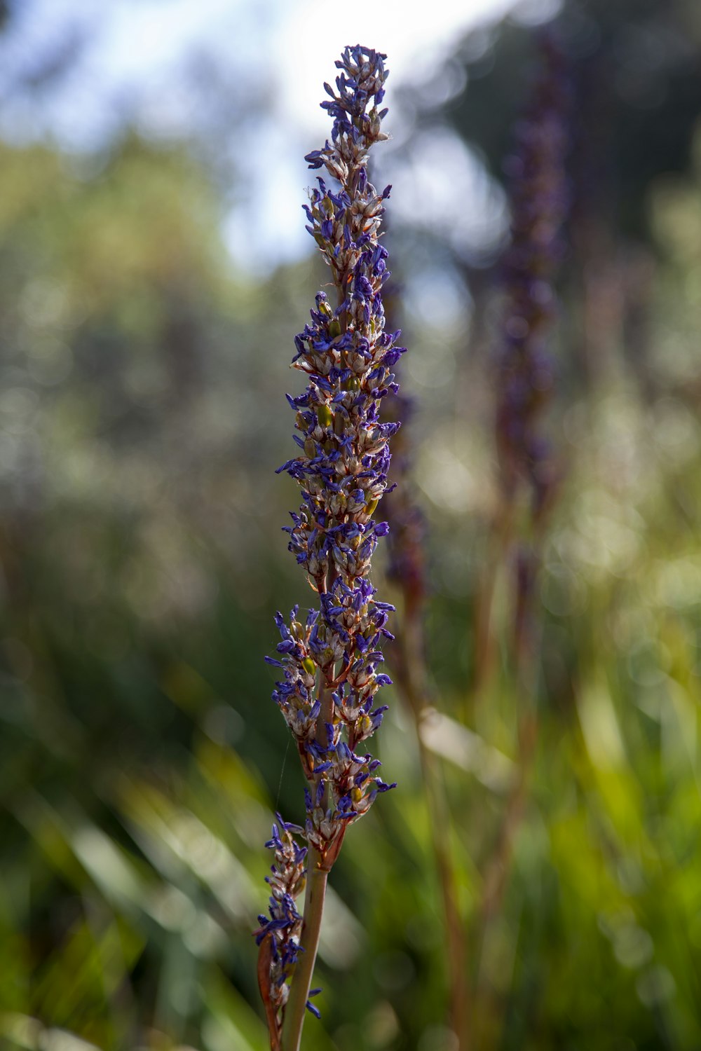 a close up of a purple flower in a field