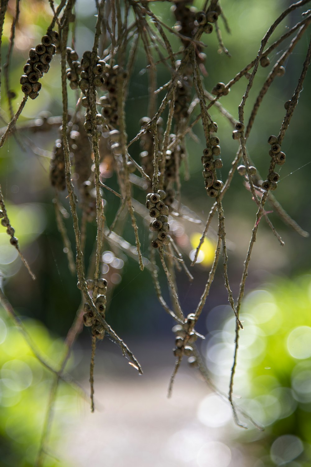 a close up of a tree branch with lots of leaves