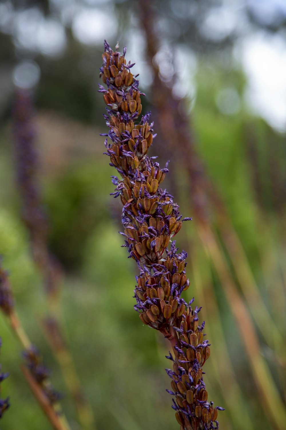 a close up of a purple flower in a field