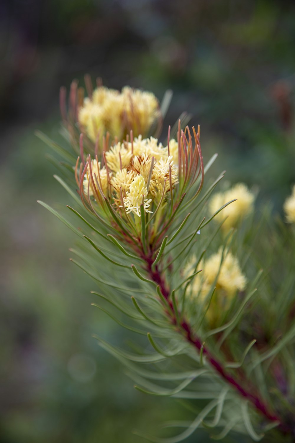 a close up of a tree branch with yellow flowers