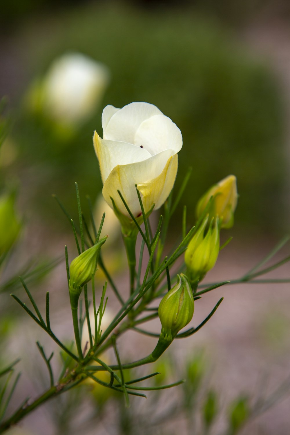 Nahaufnahme einer weißen Blume auf einer Pflanze