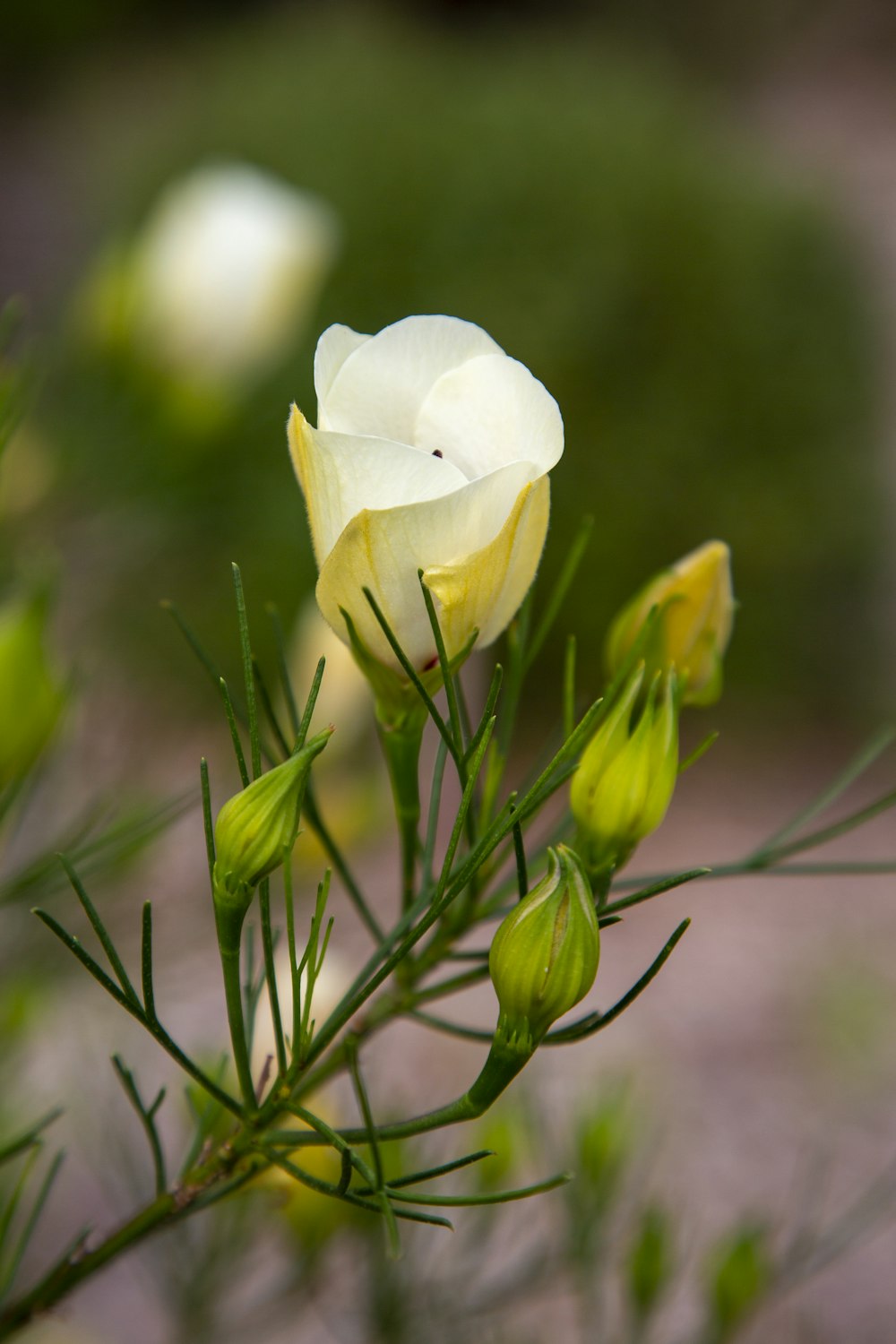 a close up of a white flower on a plant