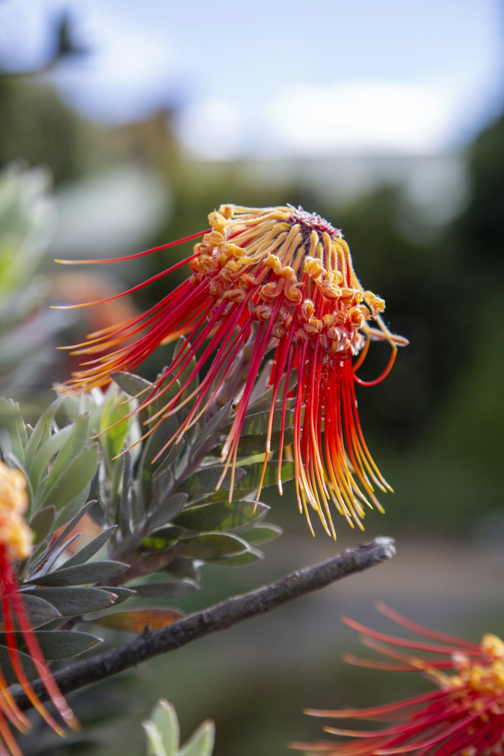 a close up of a flower on a tree branch