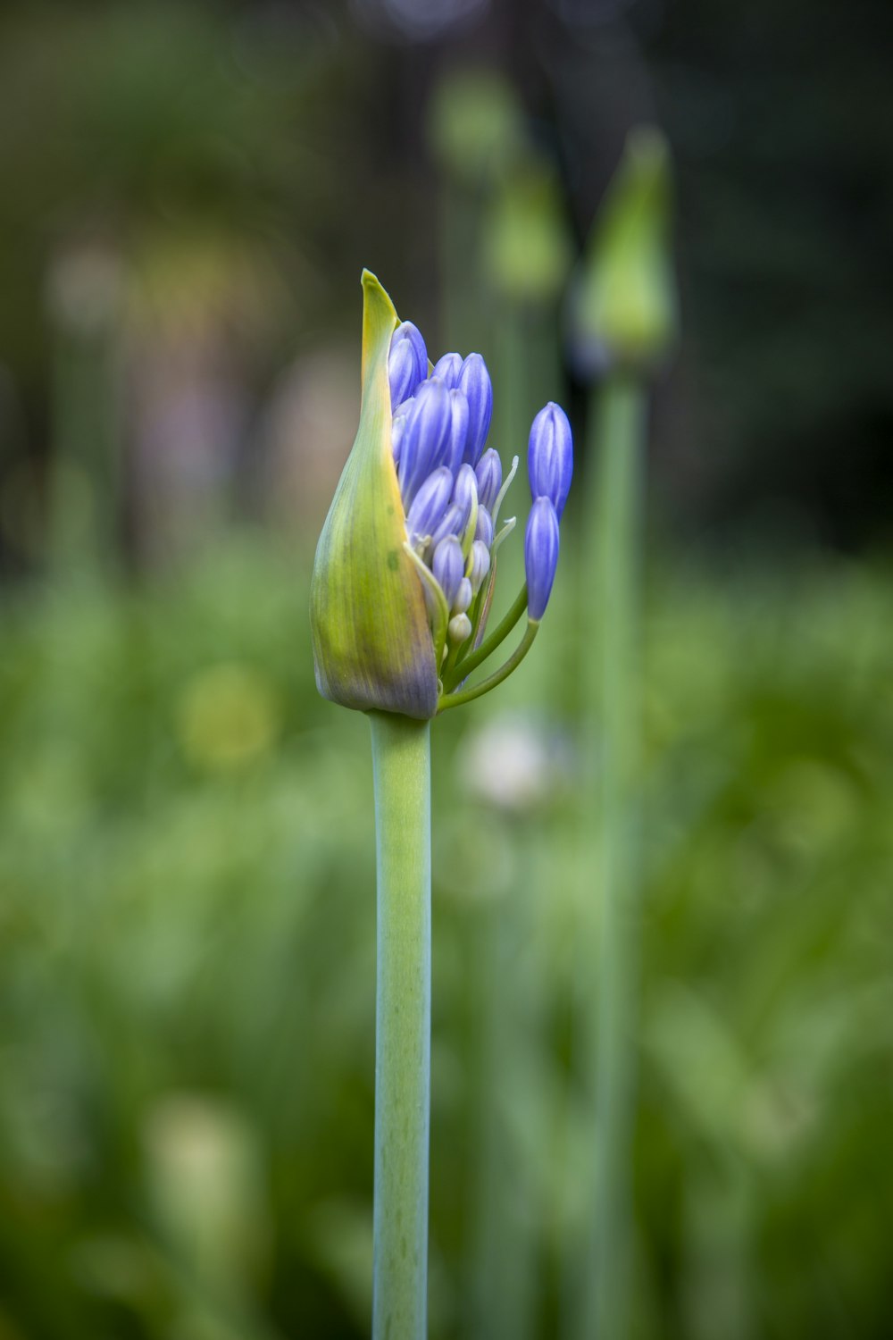 a close up of a blue flower with green stems