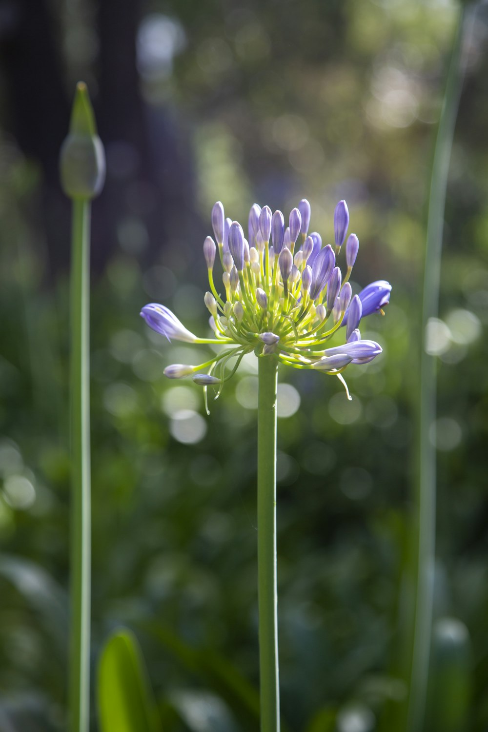 a close up of a purple flower in a field