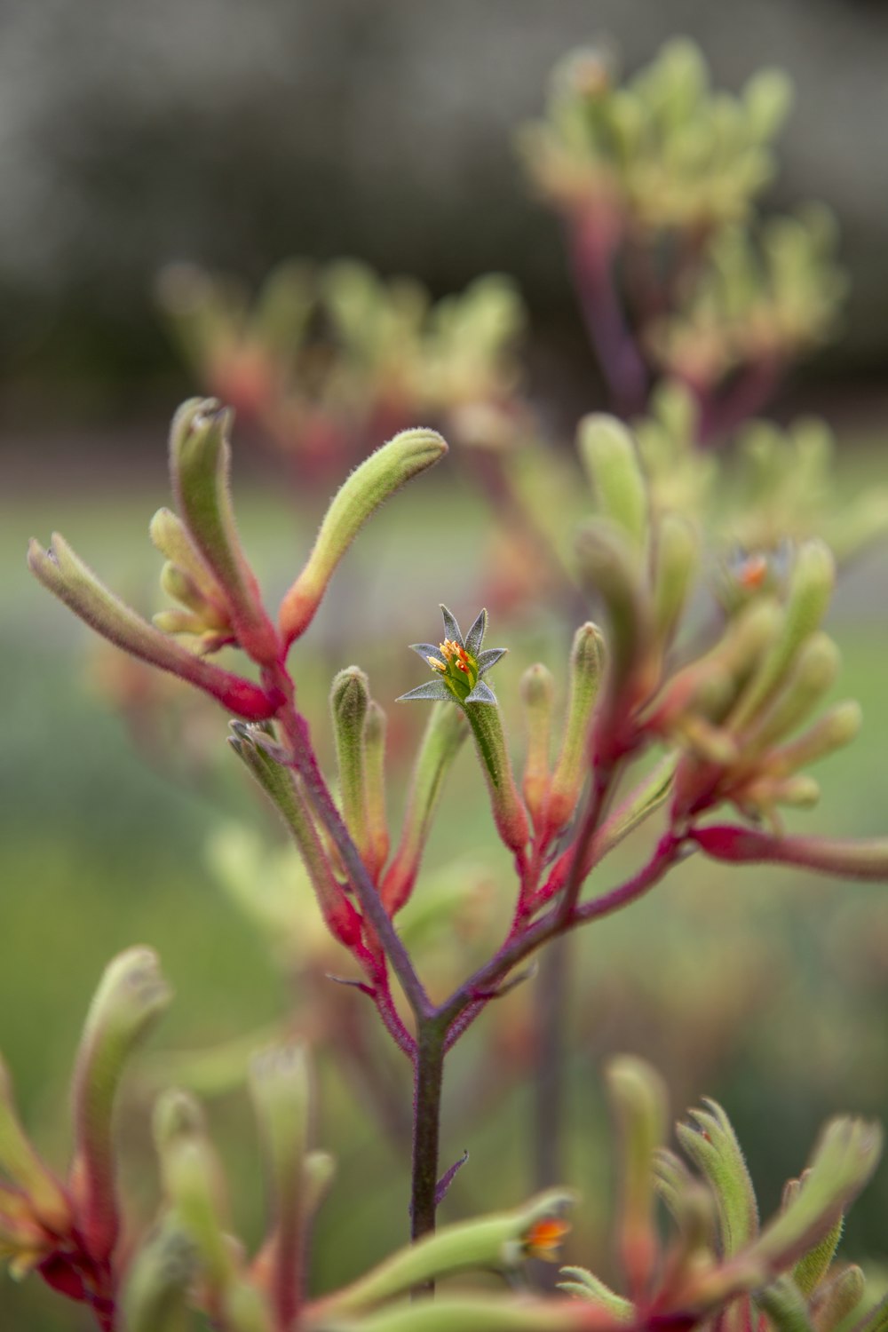 a close up of a plant with small flowers