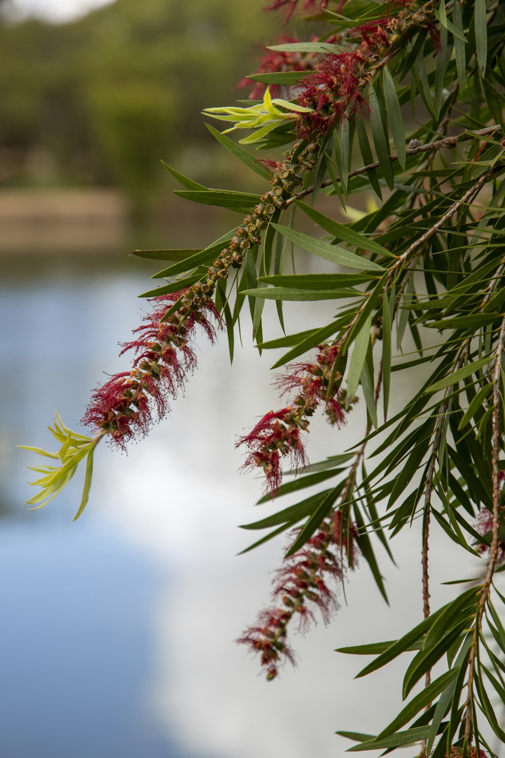 a close up of a tree branch with water in the background