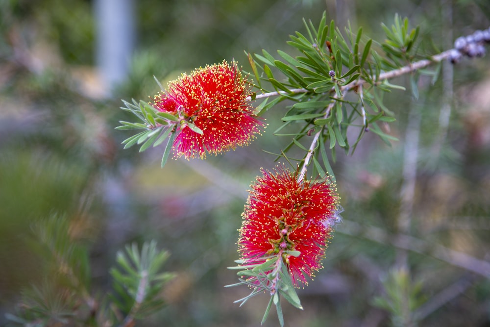 a close up of some red flowers on a tree