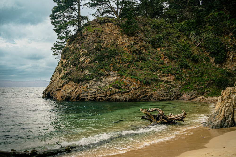 a beach with a tree stump in the water