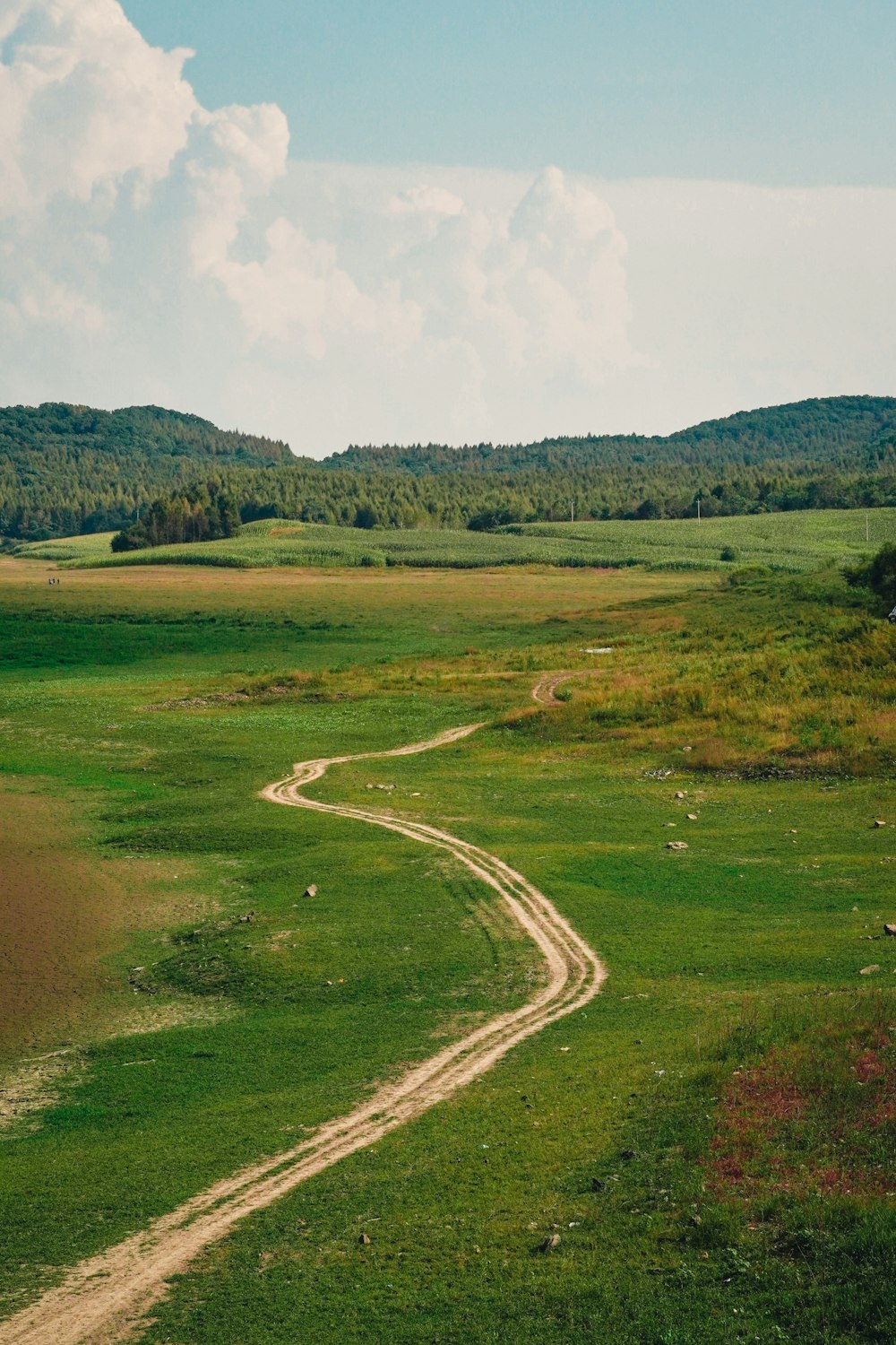 a dirt road going through a lush green field