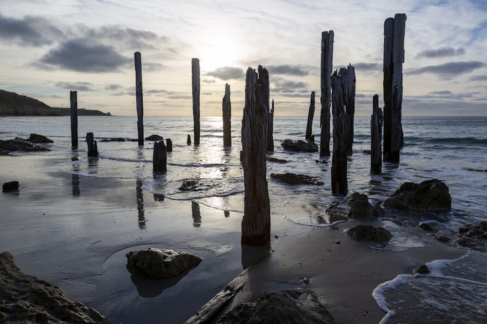 a bunch of poles sticking out of the water