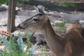 A deer with a sleek brown coat is captured amidst greenery. Its head is turned slightly, showcasing its profile, with delicate ears perked up and a calm expression. The background features some green plants and a blurred wooden structure, creating a natural setting.