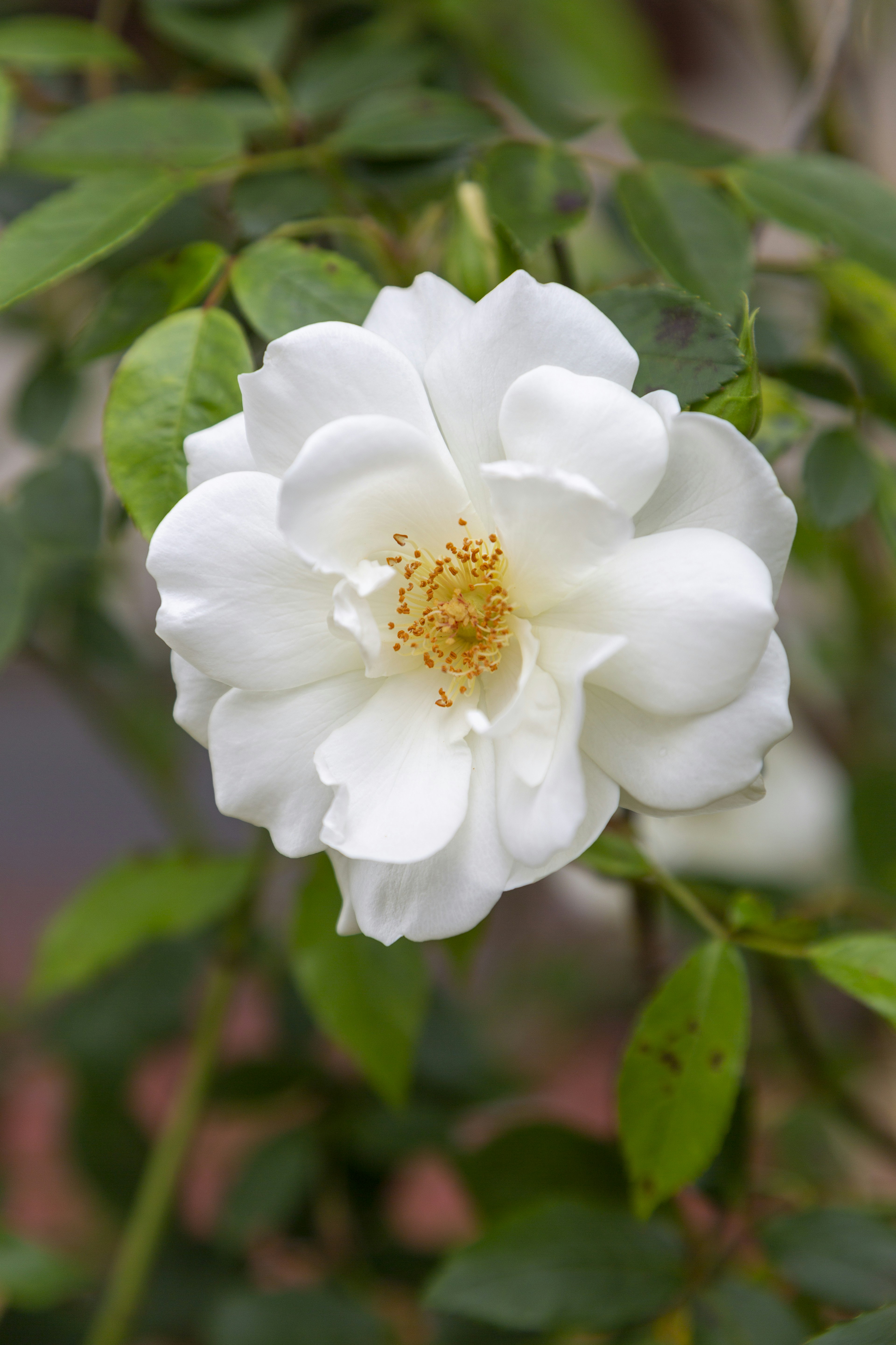 Photo by stephenmabbs