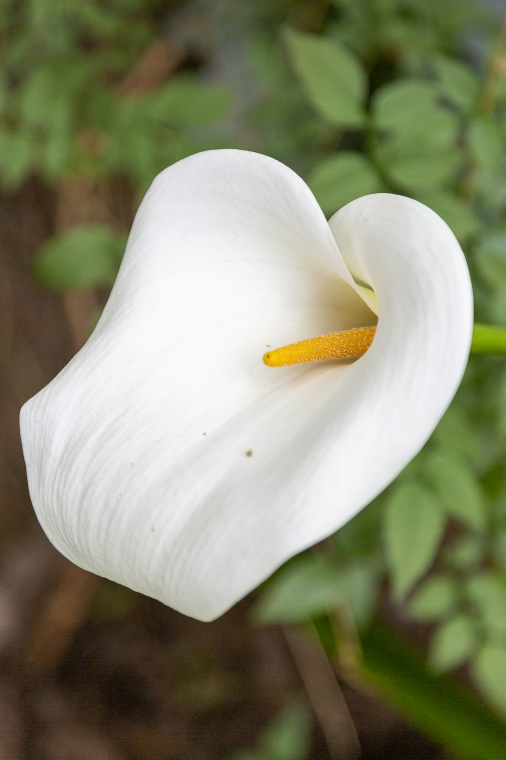 a white flower with a yellow stamen
