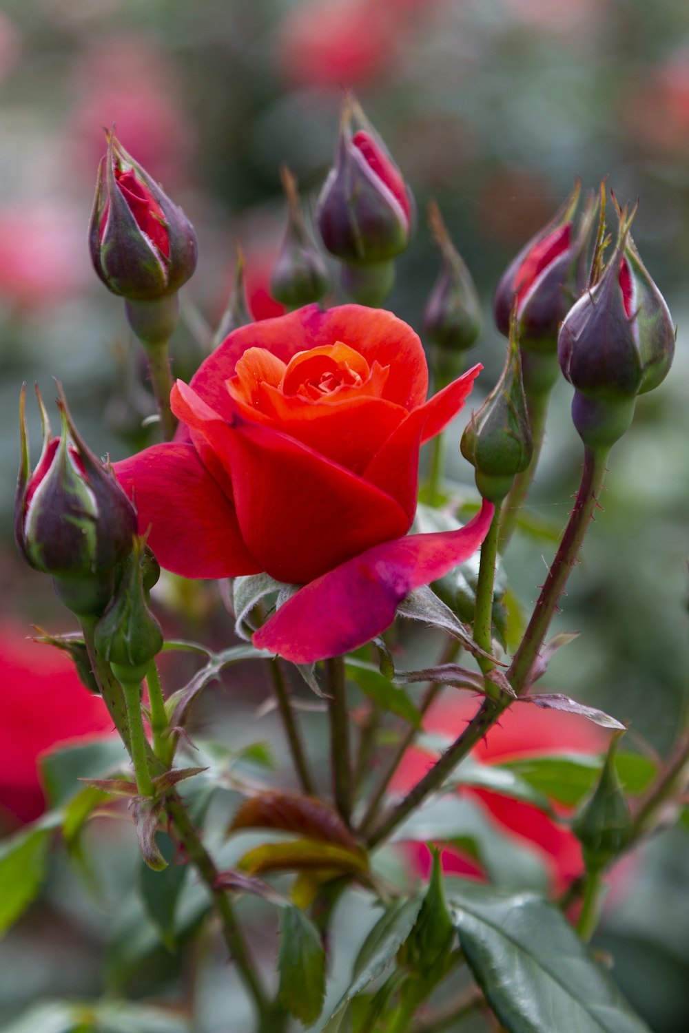 Un primer plano de una rosa roja con hojas verdes