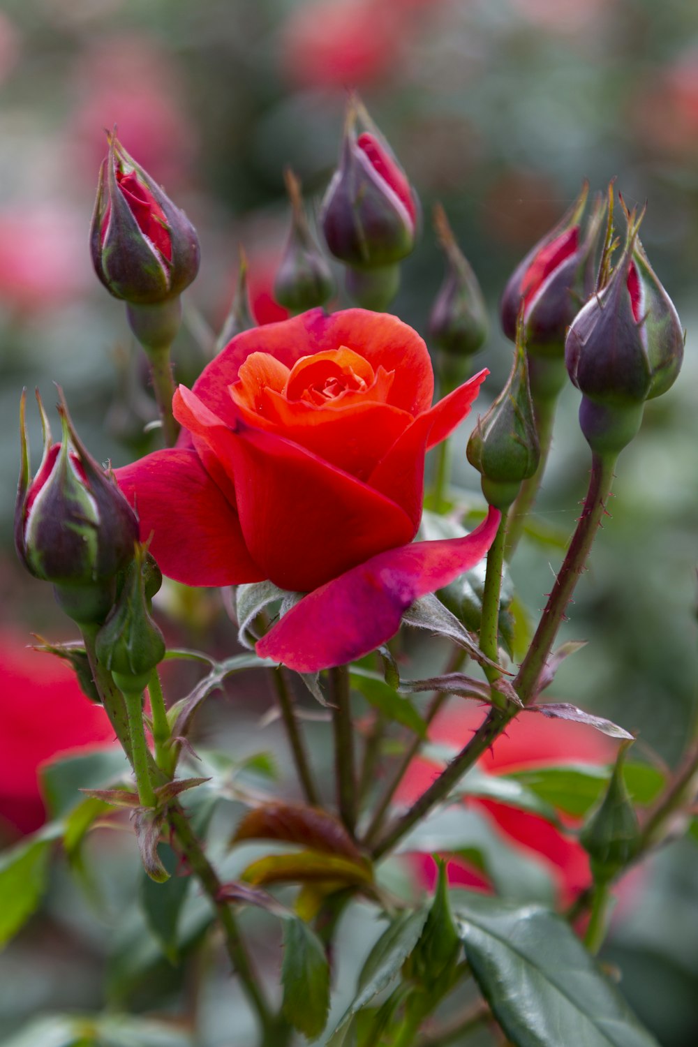 a close up of a red rose with green leaves