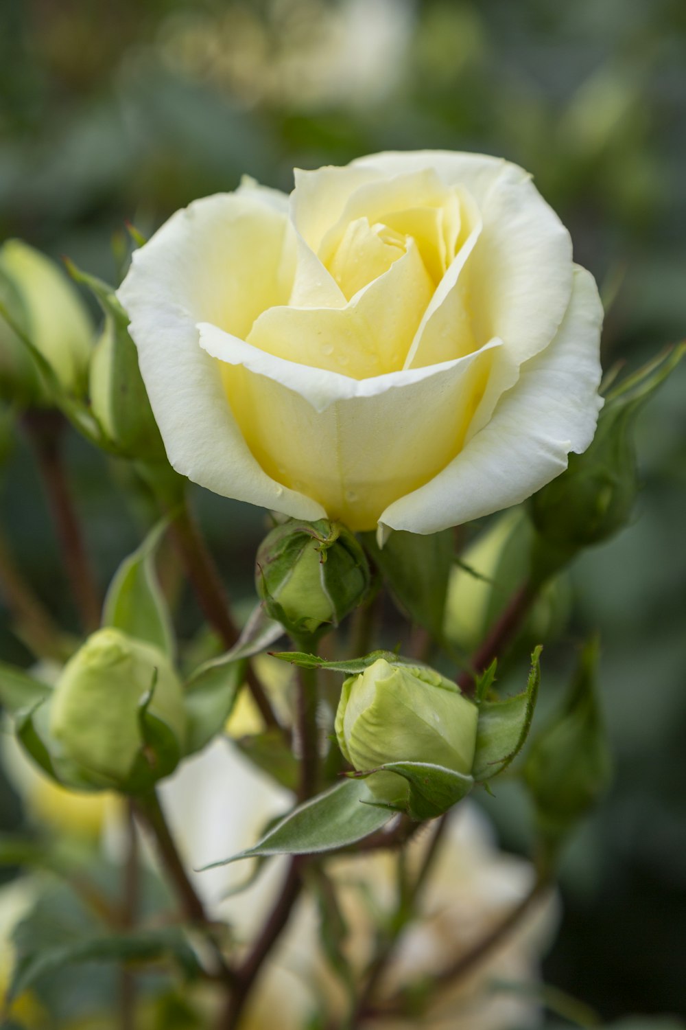 花瓶に緑の葉を持つ白いバラ