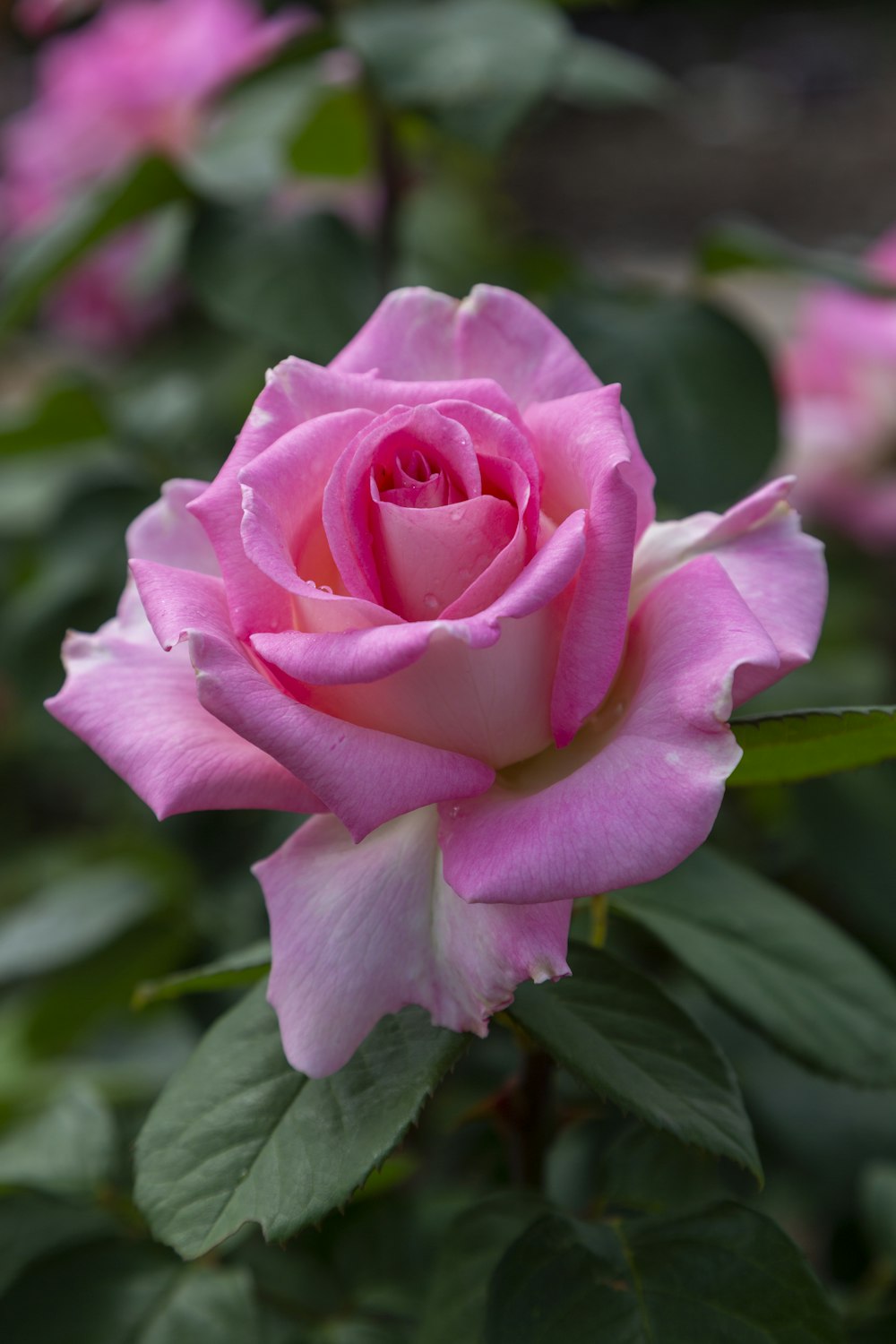 a pink rose is blooming in a garden