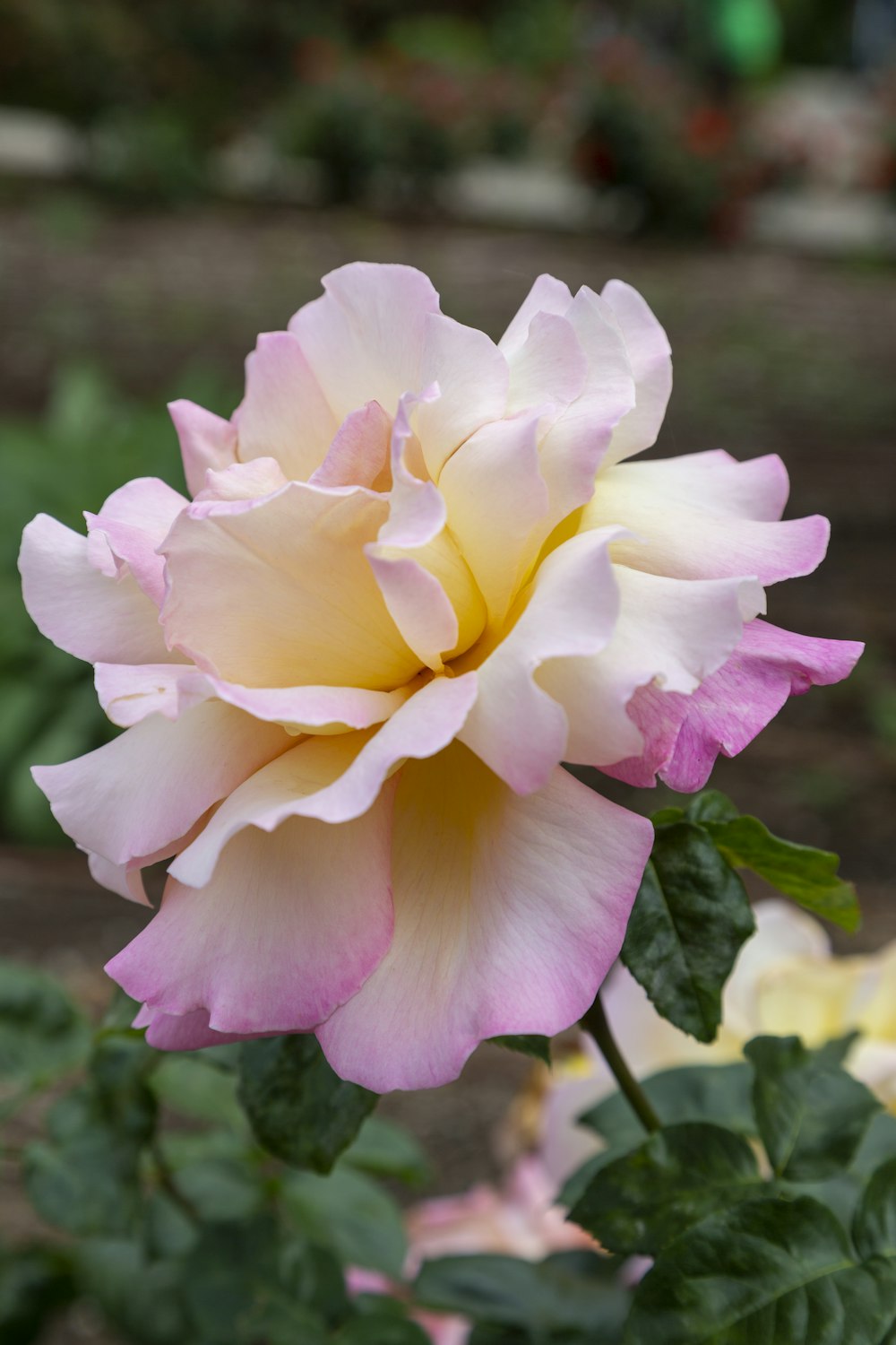 a pink and yellow rose in a garden