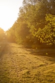 Soft natural light illuminating a serene meditation circle outdoors surrounded by trees.