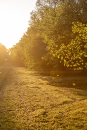 A serene outdoor scene with sunlight filtering through trees onto a person sitting barefoot on grass.