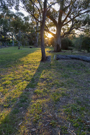 A warm moment of community volunteers planting trees in a sunlit park.