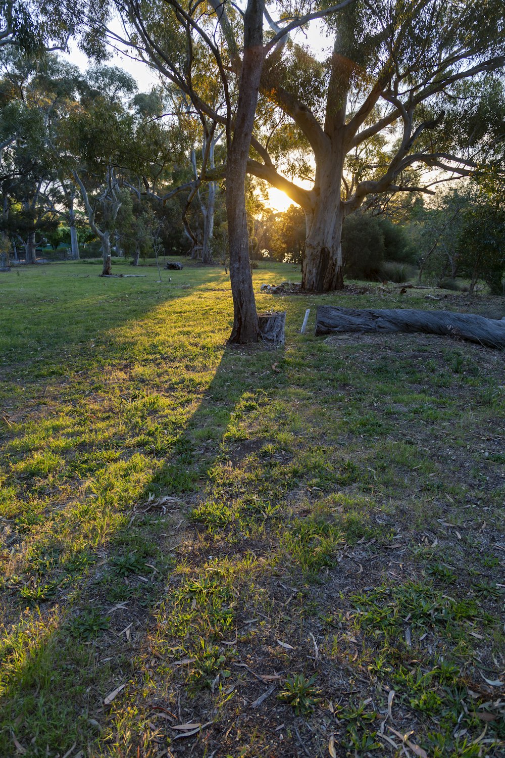 the sun shines through the trees in a park