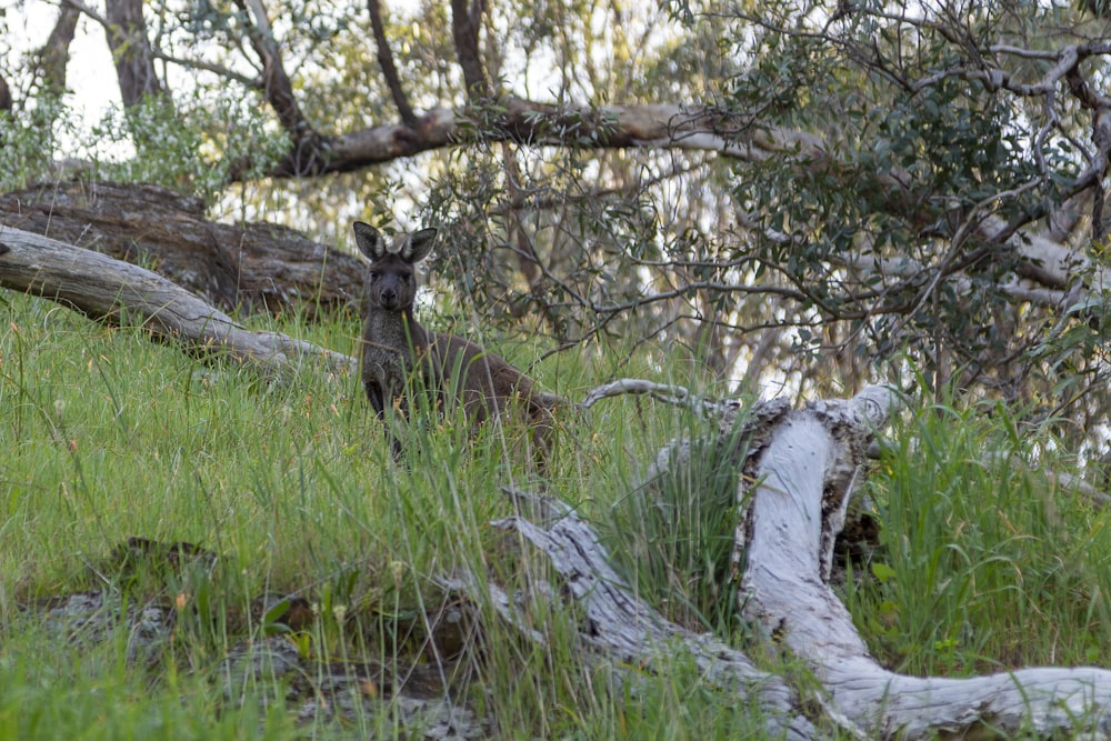 a kangaroo standing in the grass next to a fallen tree