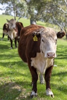 A group of brown and white cows with ear tags standing on lush green grass. The setting is a sunny, hilly pasture lined with trees in the background.