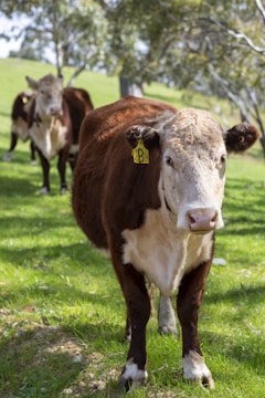 A group of brown and white cows with ear tags standing on lush green grass. The setting is a sunny, hilly pasture lined with trees in the background.