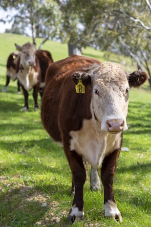 A smiling young farmer standing beside a lively group of heritage farm animals in a sunlit pasture.