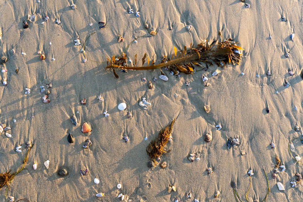 a group of seaweed and sea shells on a beach